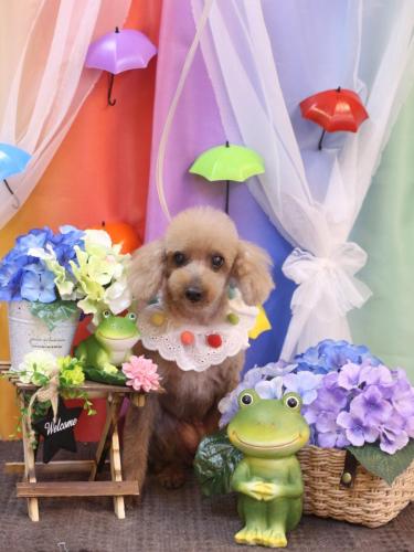 20230607モカちゃん